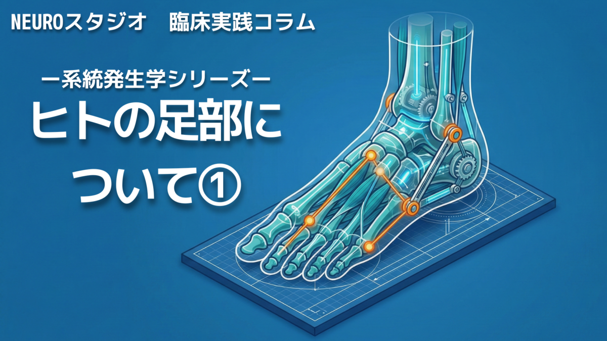 ヒトの足部の構造と進化(系統発生)を表現した設計図風のイラスト。足根骨や関節のメカニクスが青い背景にアイソメトリックで描かれている。記事タイトル『系統発生学シリーズ:ヒトの足部について①』のアイキャッチ画像。
