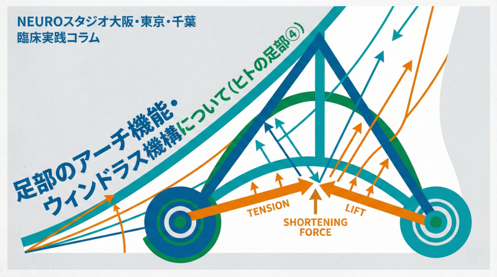 足部のアーチ機能・ウィンドラス機構について(ヒトの足部④）