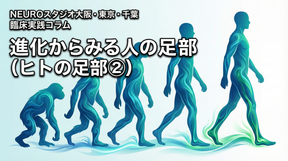 臨床実践コラム「進化からみる人の足部」のアイキャッチ画像。チンパンジーのような屈曲した膝と扁平足から、直立した人間の脚とアーチ構造を持つ足へと進化する過程を、NEUROスタジオのブランドカラーである青とティールの流体的なシルエットで表現したイラスト。